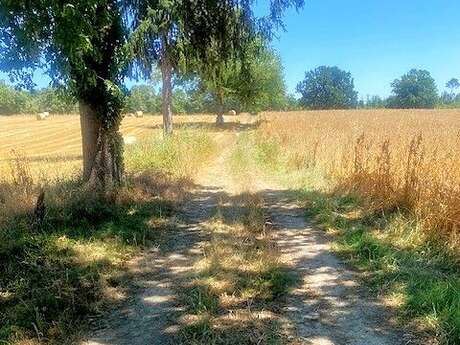 Boucle des Sangliers