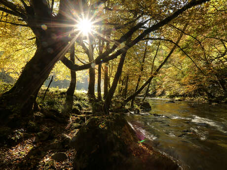 Sur les traces des cerfs